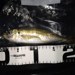 豆サバが湧いていた